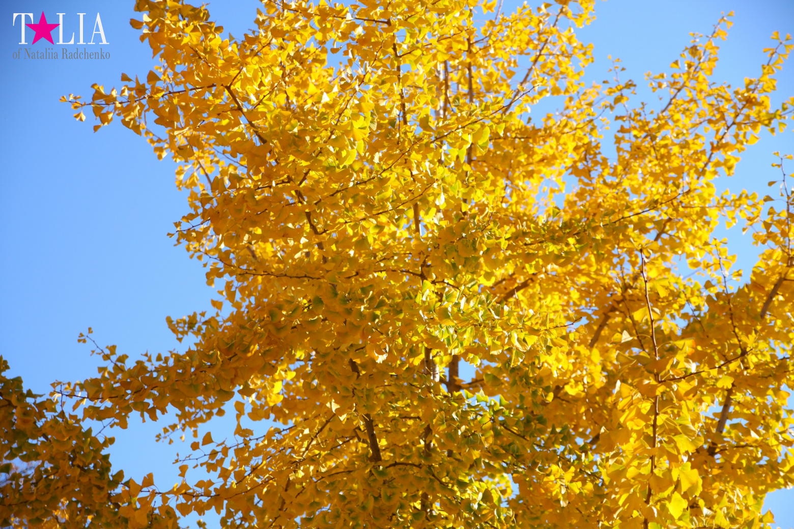 A lot of thanks to all visitors of the "Talia24.com" portal for Thanksgiving Day 2016